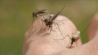 Lee County cracking down on mosquitos in Southwest Florida