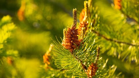 The Story of the Pine Pollen Superfood