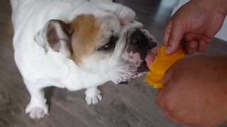 English Bulldog loves eating mango slice