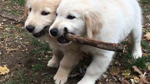 Golden Retriever puppies use teamwork to carry stick