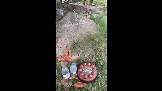 Person gives ants water and a chocolate cake.mp4