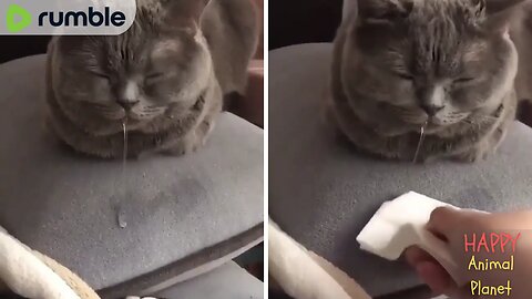 Funny and Cute Cat | So cute😹😻😻 “No, but my mouth runneth over…”