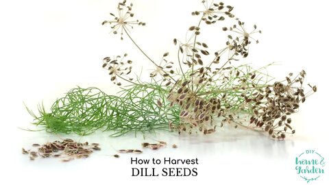 How to Harvest Dill Seeds