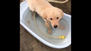 Puppy totally chills out in personal pool