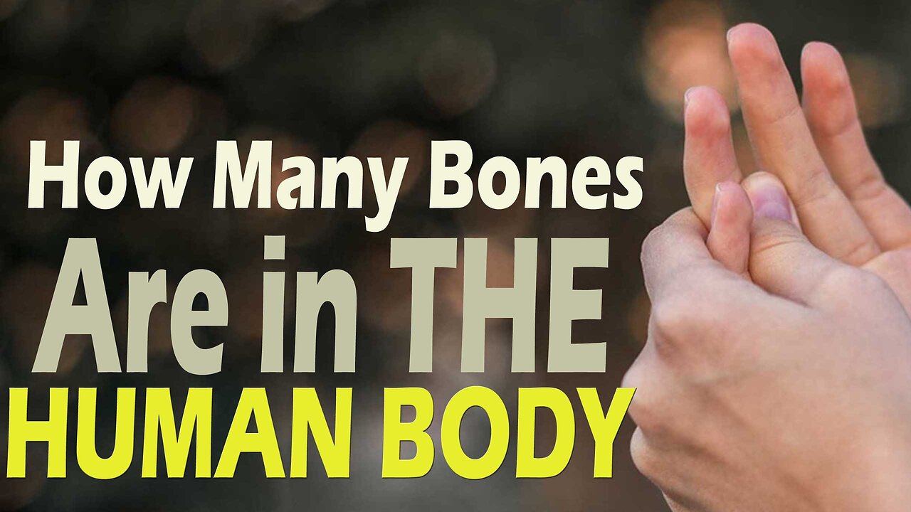 how-many-bones-are-in-the-human-body