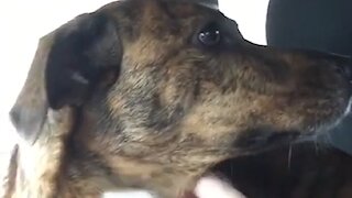 Dog cries when his best friend is dropped off at school