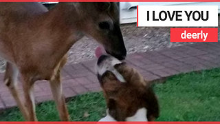 Adorable baby deer becomes best pals with bulldog