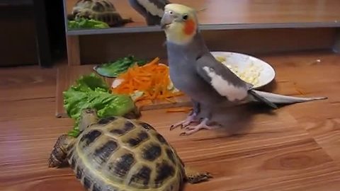 Parrot loses it after seeing turtle's reflection in mirror