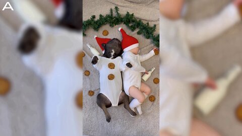 Snuggle Buddies: French Bulldog And Baby Cuddle Together In Christmassy Scene