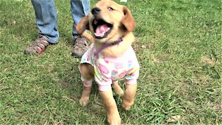 Playful puppy is very proud of her new pajamas