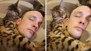 Bengal Kitten Adorably Snuggles With His Human Dad