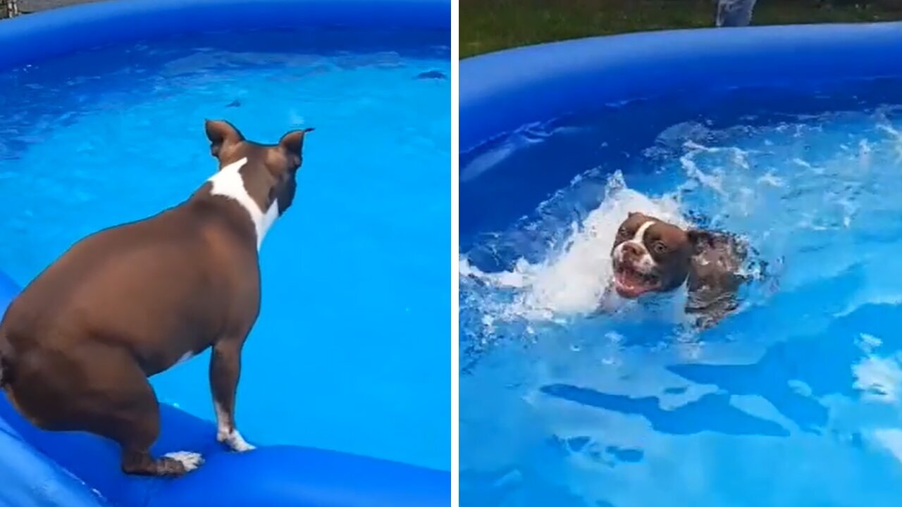 do boston terriers like to swim