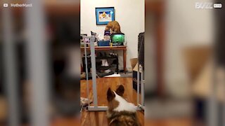 Gato rouba guloseimas para ele e o amigo canino!