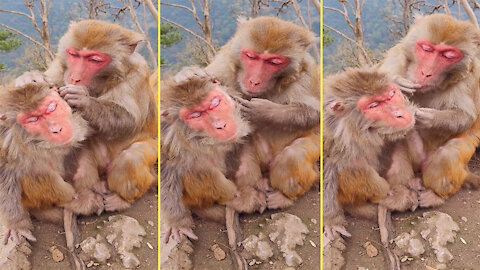 A pair of monkeys catch insects happily