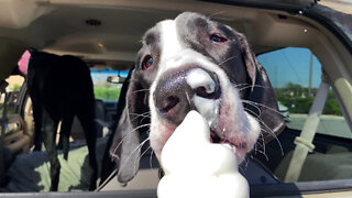 Great Dane Puppy Enjoys Her First Ice Cream Cone