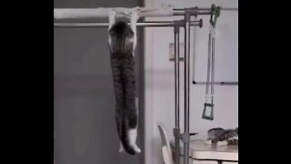 kitten doing exercise (cute kitty)