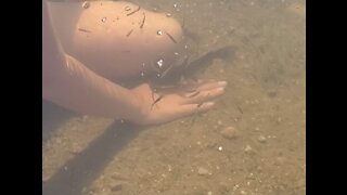 Swimming with friendly "baby sharks"