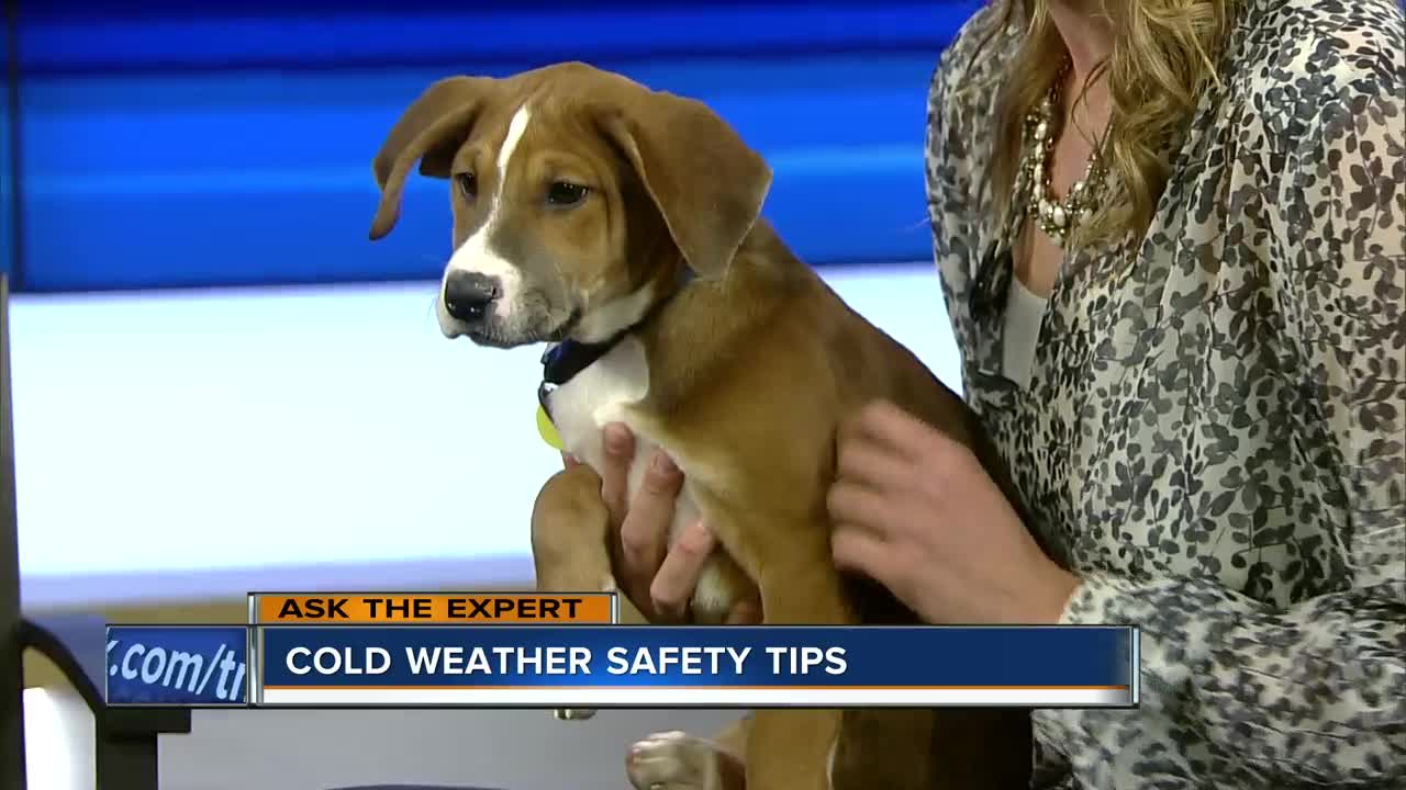 Cold weather safety tips for your dog