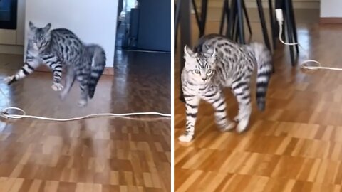 Funny cat shows off super silly walk