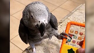 Einstein the talking parrot gets very annoyed with telemarketers