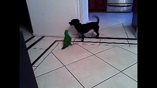 Dog loves to play with parrot best friend