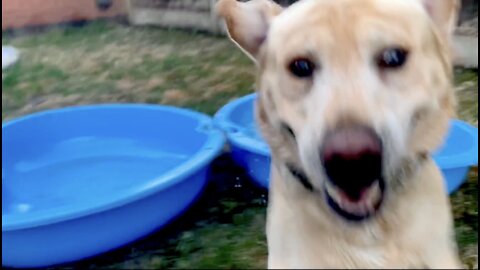 Hyperactive Labrador is super excited with his new pool