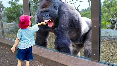 TRY NOT TO LAUGH Funny Babies At The Zoo-LAUGH TRIGGER
