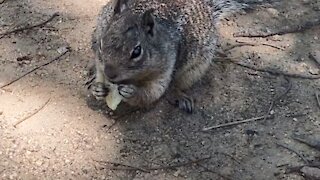 Hungry squirrel/feeding squirrel