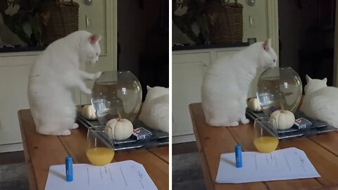 Cat fascinated by fish, tries to climb in fish bowl