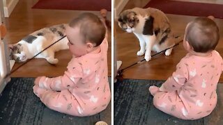 Baby cracks up while playing with her kitty