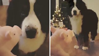 Bernese Mountain Dog has priceless reaction to new toy