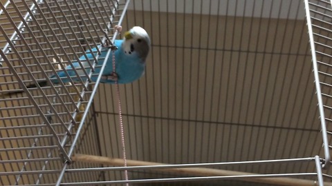 Rocky the parakeet shows off rope climbing skills