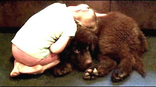 Little girl sweetly bonds with her Newfie puppy