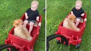 Puppy and baby go for ride together in their wagon