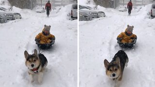 Corgi pulls kid on sleigh through the snow