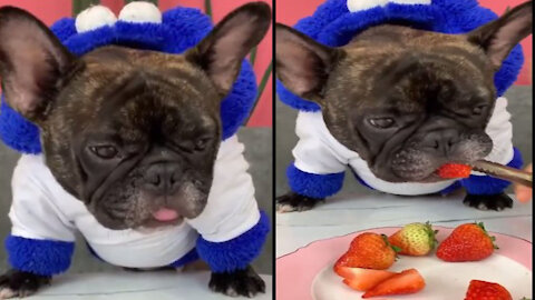 Train a puppy to eat a strawberry