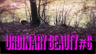 Ordinary Beauty #6 - Ode to the forest