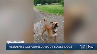 Oilton residents concerned about loose dogs