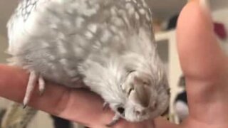 Cockatiel's tender reunion with her owner is heart-melting