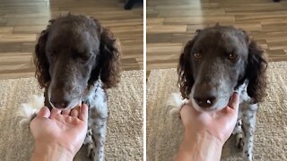 Dog has precious reaction when owner places hand in front of his face