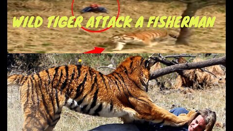 Wild tiger attack a fisherman in Sundarbans river ||