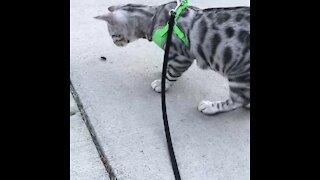 Cat on a leash tries to befriend very large bug