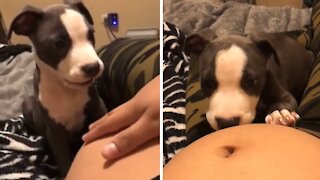 Loving dog protects woman's pregnant belly