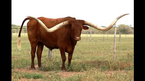 Massive horns on bull