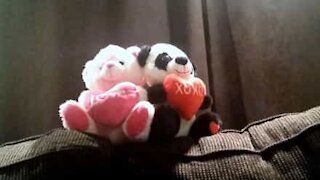 Gli orsetti innamorati nel giorno di San valentino