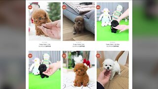 BBB warns about online puppy scams