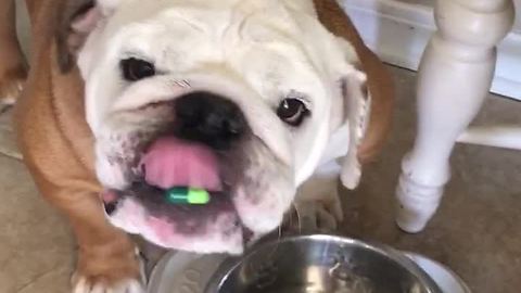 Gerald the bulldog tries to take a chill pill