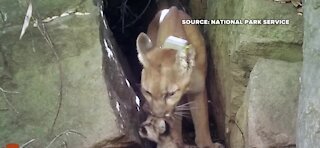 Southern CA experiences a mountain lion baby boom