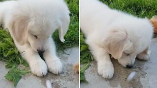 Golden Retriever puppy discovers ice cubes on a hot day