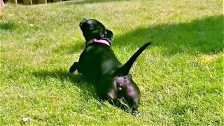 Rescued dog has funny method of scratching her belly